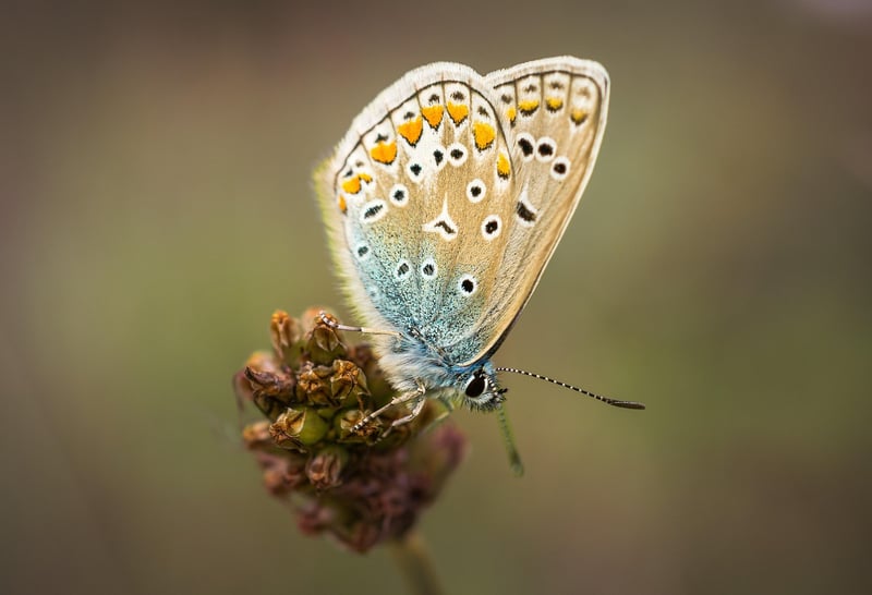 Butterfly Effect Morality